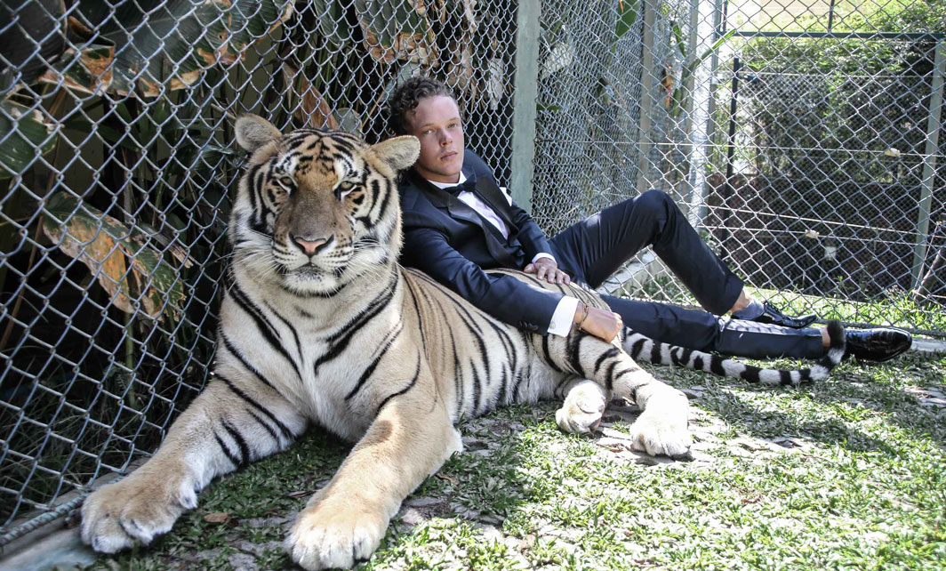 Gowri-Grand-with-a-tiger-1.2 Gowri-Grand-with-a-tiger-1.2